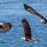 Three bald eagles flying and catching fish in Prince Rupert.