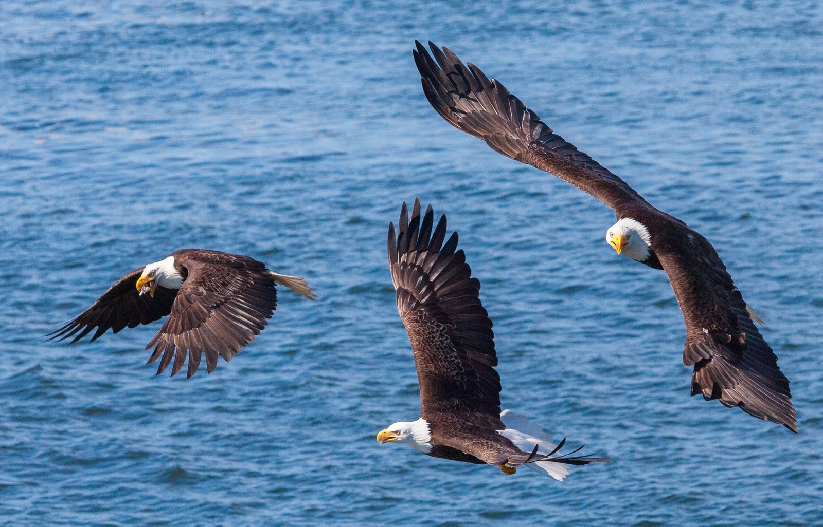 Three bald eagles flying and catching fish in Prince Rupert.