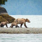 A sow and her two cubs spotted on a grizzly bear viewing tour.