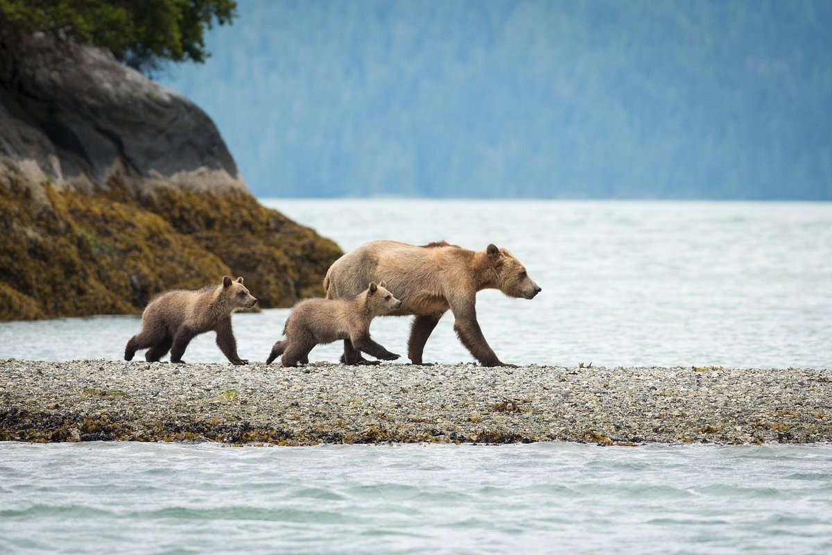 A sow and her two cubs spotted on a grizzly bear viewing tour at the Knight Inlet Lodge