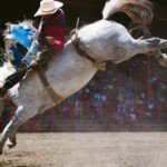 A cowboy riding a bucking bronco at the Willams Lake Stampede.