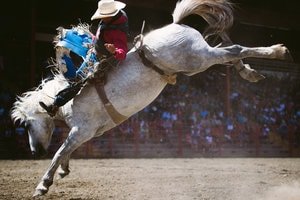 A cowboy riding a bucking bronco at the Willams Lake Stampede.