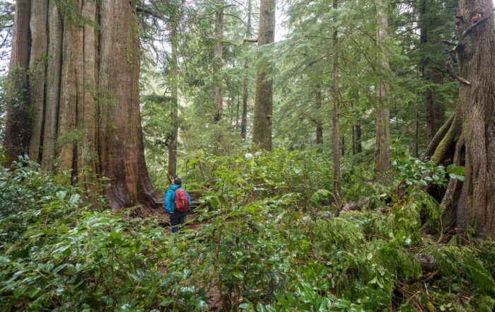 Hiker exploring rainforest and viewing old-growth tree on Meares Island near Tofino.