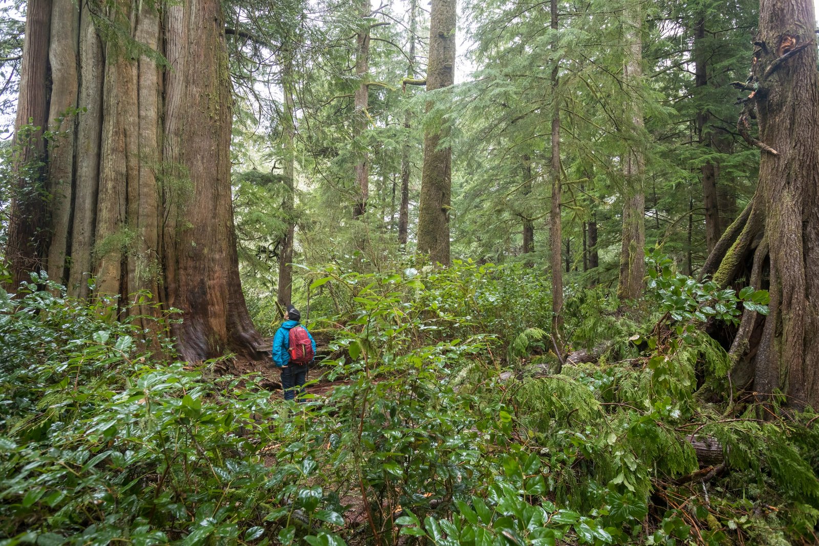 Hiker exploring rainforest and viewing old-growth tree on Meares Island near Tofino.