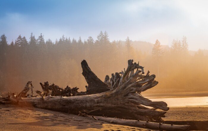 Shoreline at dusk along the beach in Port Renfrew (located on western Vancouver Island).