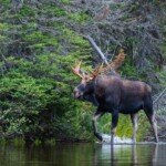 A male Canadian Moose in the forest during the autumn hunting season.