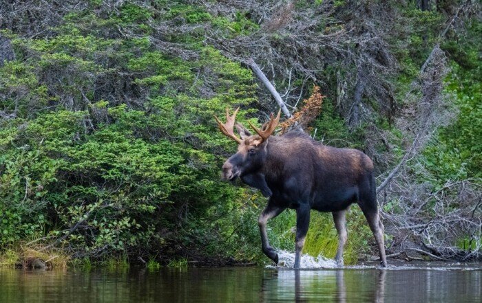 A male Canadian Moose in the forest during the autumn hunting season.