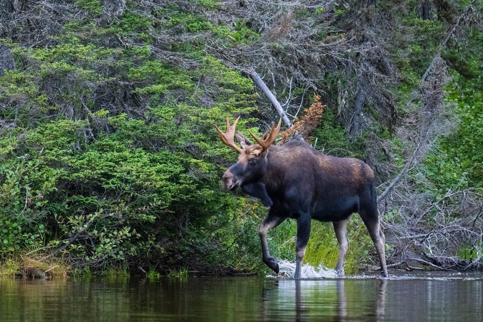 A male Canadian Moose in the forest during the autumn hunting season.