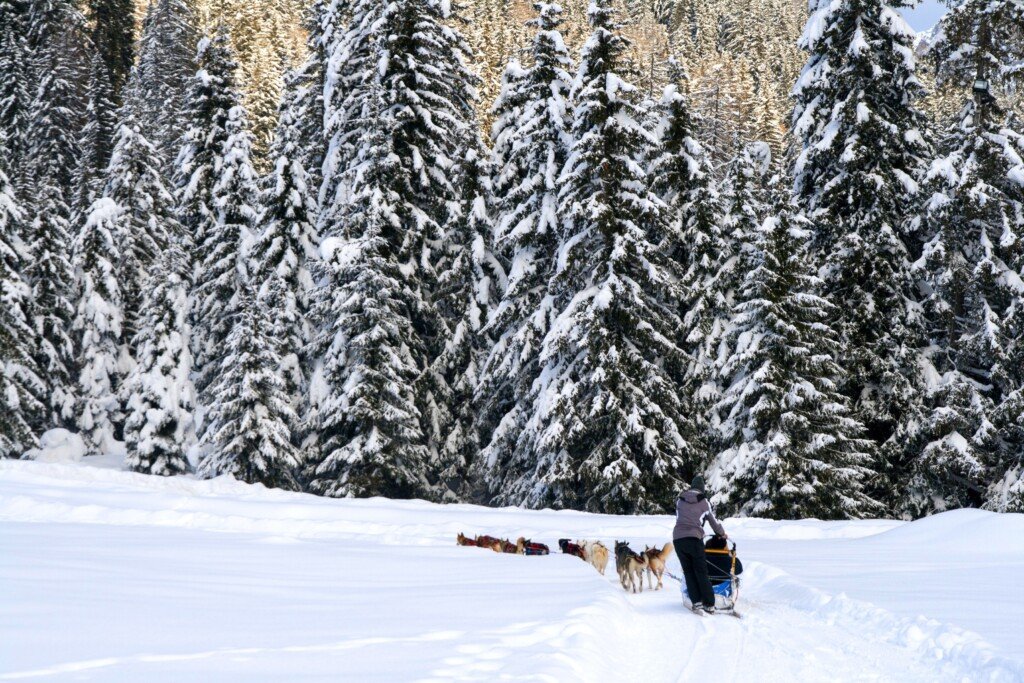 A team of sled dogs mushing amongst a backdrop of snowy trees.