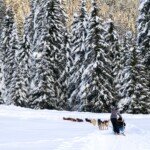 A team of sled dogs mushing amongst a backdrop of snowy trees.