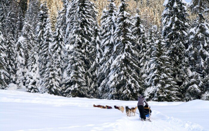 A team of sled dogs mushing amongst a backdrop of snowy trees.