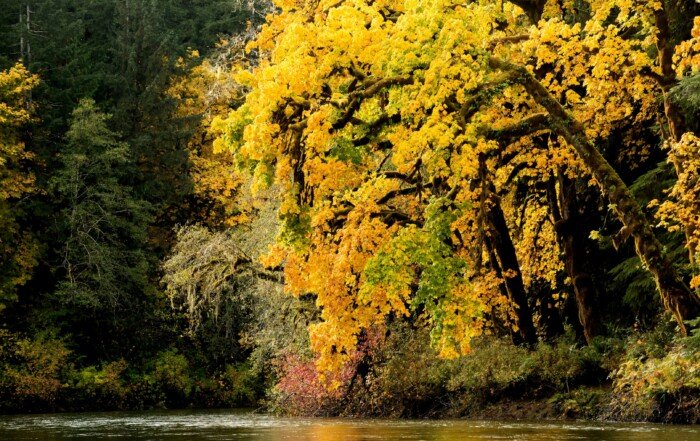 Nitinat River, which connects to Nitinat Lake, in fall.