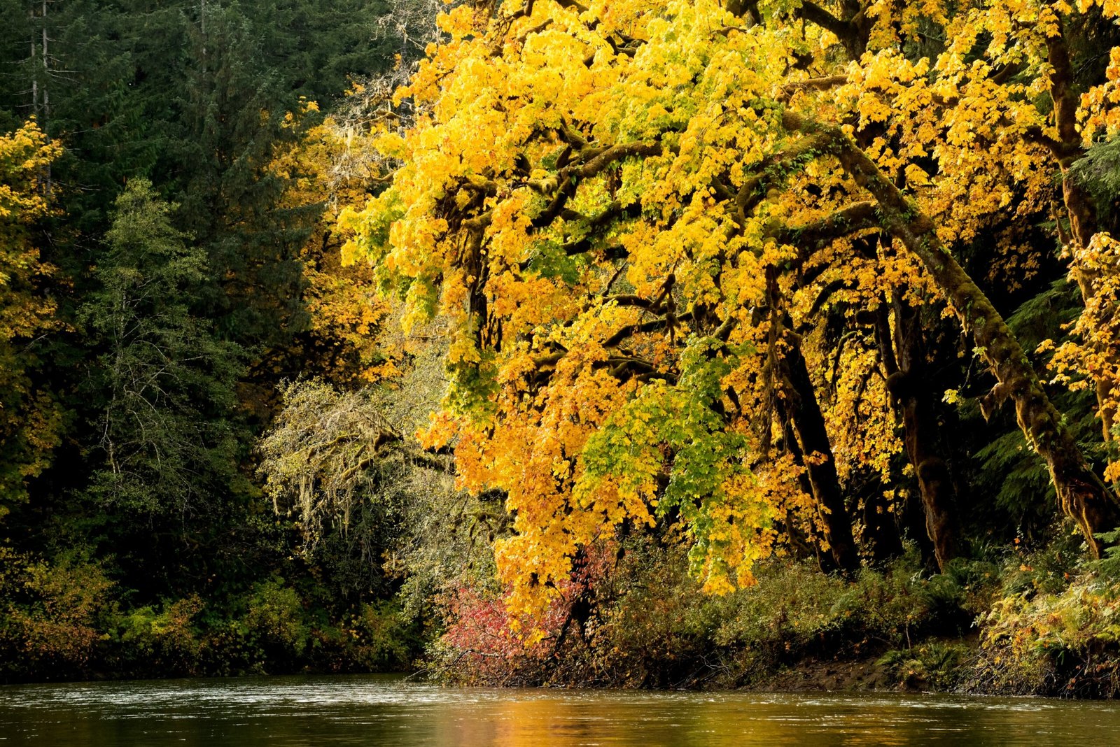 Nitinat River, which connects to Nitinat Lake, in fall.