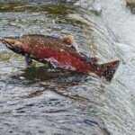 Chum Salmon going up stream in Qualicum, British Columbia.