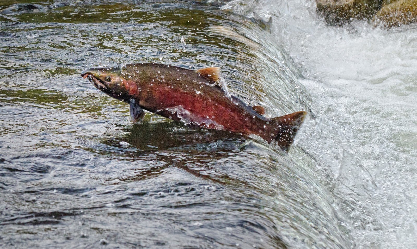 Chum Salmon going up stream in Qualicum, British Columbia.