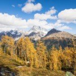 Golden larches at Jumbo Pass near Invermere, British Columbia.