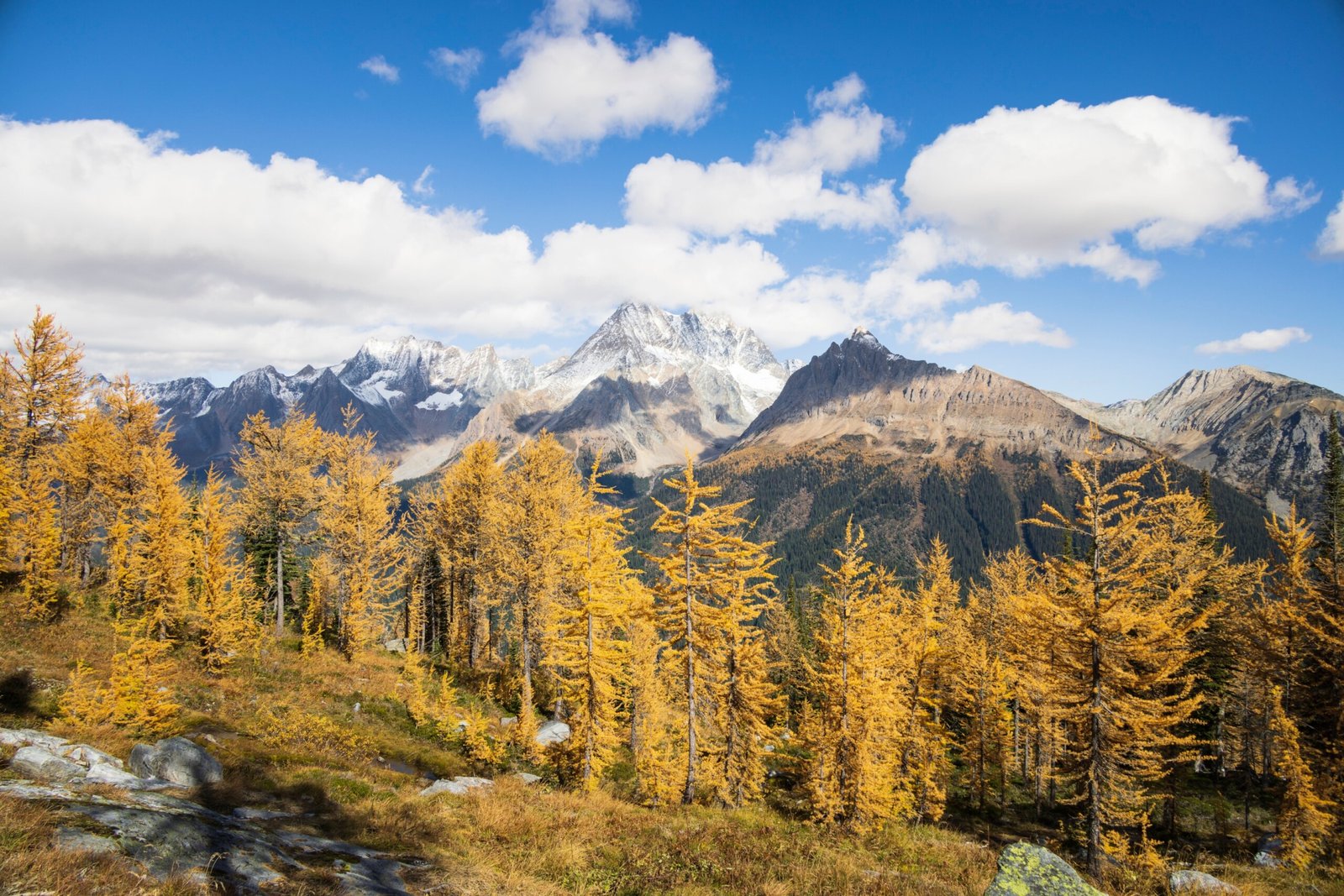 Golden larches at Jumbo Pass near Invermere, British Columbia.