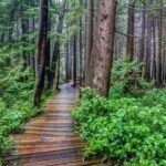 Forested trail at Burns Bog, a top wildlife sanctuary in Metro Vancouver.