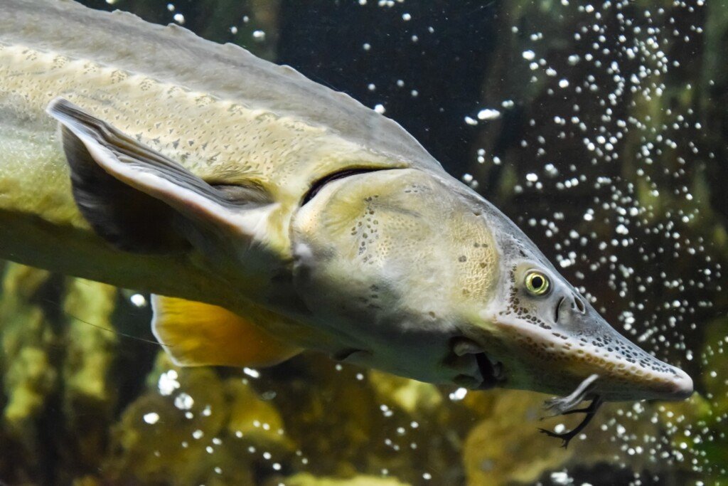 A large white sturgeon swimming in the Fraser River, the species that anglers seek.
