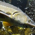 A large white sturgeon swimming in the Fraser River, the species that anglers seek.