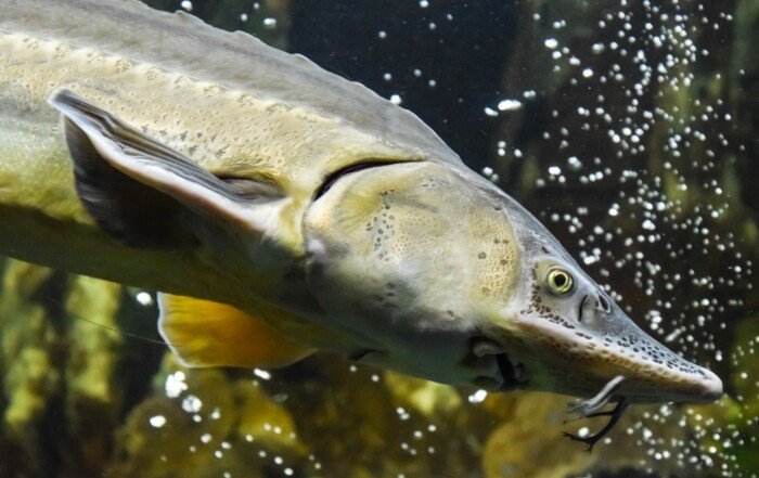 A large white sturgeon swimming in the Fraser River, the species that anglers seek.