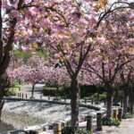 Spring Cherry Blossoms in Vancouver's False Creek Neighborhood