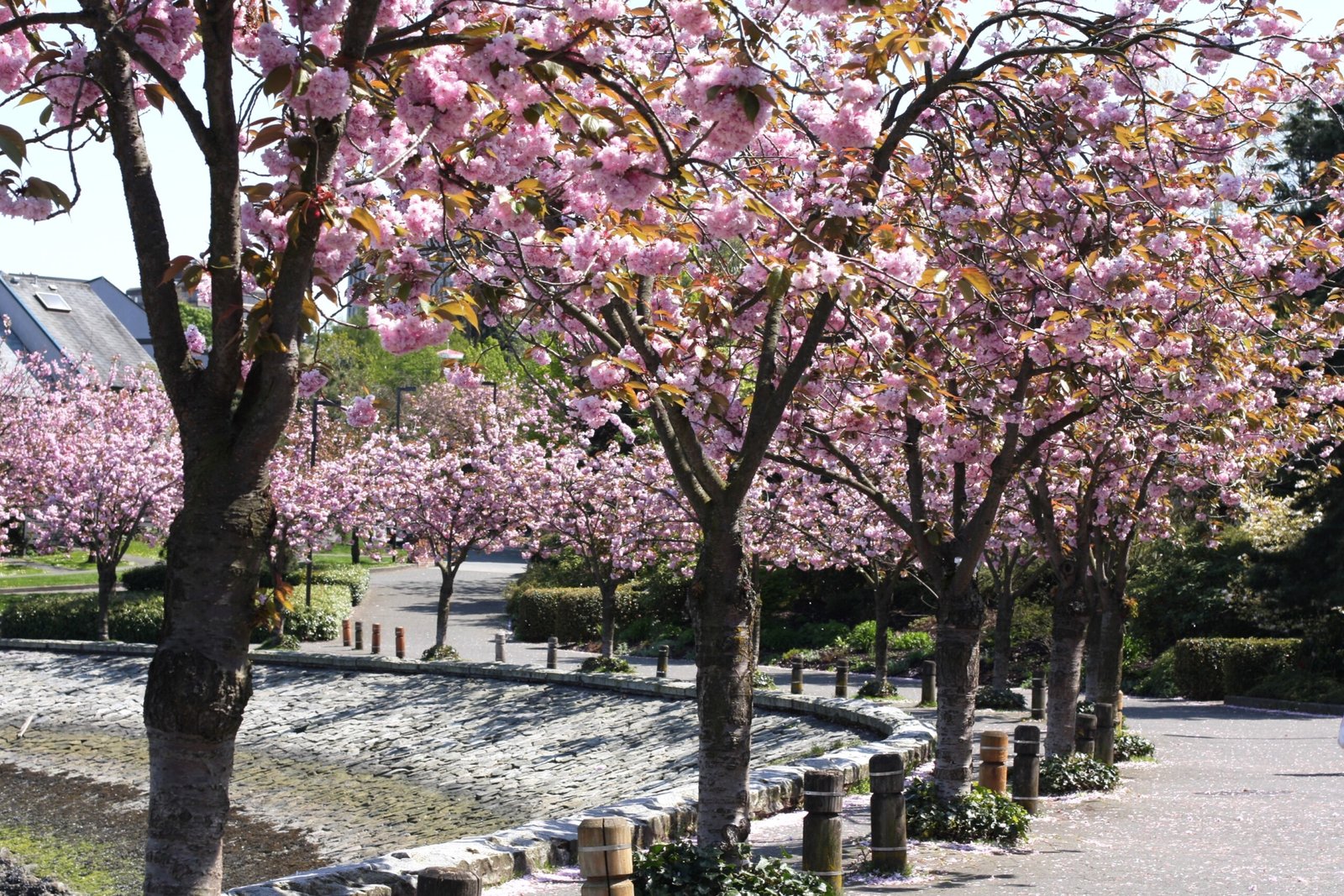 Spring Cherry Blossoms in Vancouver's False Creek Neighborhood