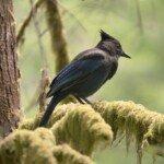 Stellers Jay perched rainforest moss tree French Beach Provincial Park, Vancouver Island, British Columbia.