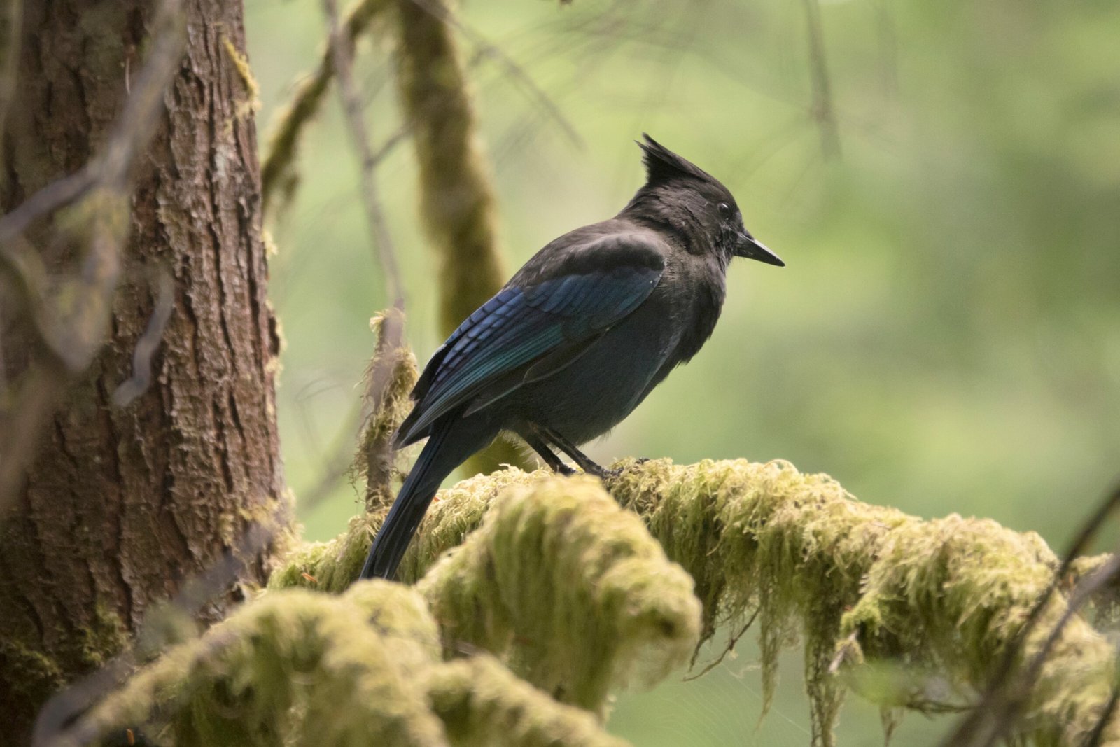 Stellers Jay perched rainforest moss tree French Beach Provincial Park, Vancouver Island, British Columbia.