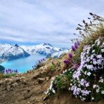 Alpine wildflowers on Panorama Ridge overlooking Garibaldi Lake near Whistler, British Columbia.