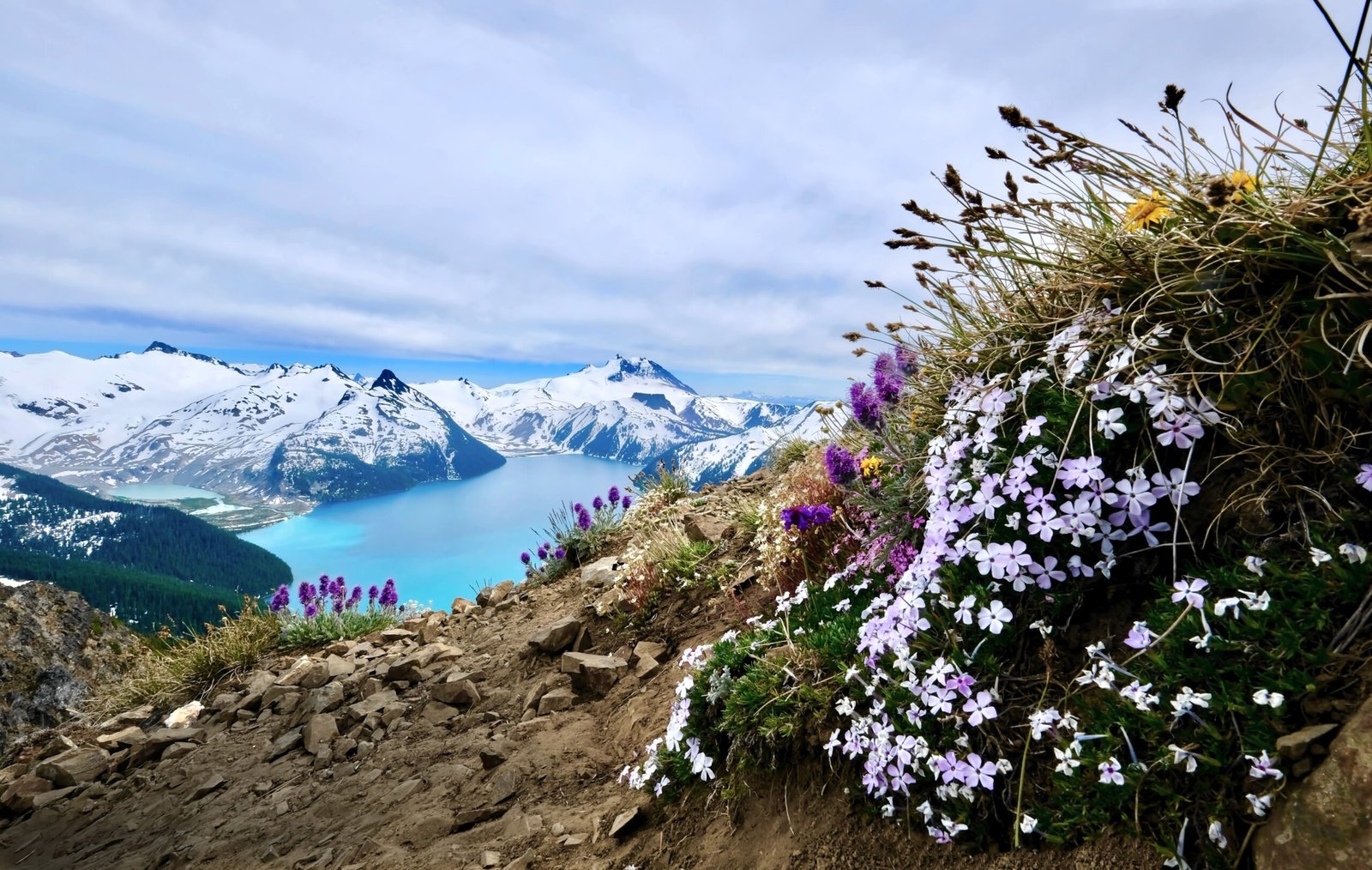 Alpine wildflowers on Panorama Ridge overlooking Garibaldi Lake near Whistler, British Columbia.