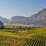 Yellow grape leaves in Blue Mountain vineyard with Mcintyre Bluff and Vaseux Lake in the background during autumn season and harvest time.