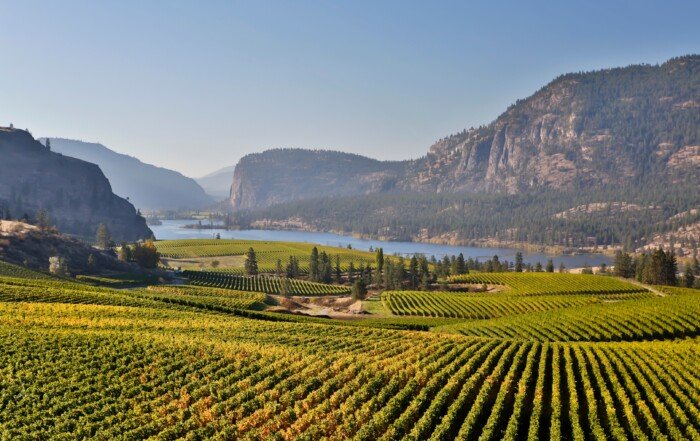 Yellow grape leaves in Blue Mountain vineyard with Mcintyre Bluff and Vaseux Lake in the background during autumn season and harvest time.