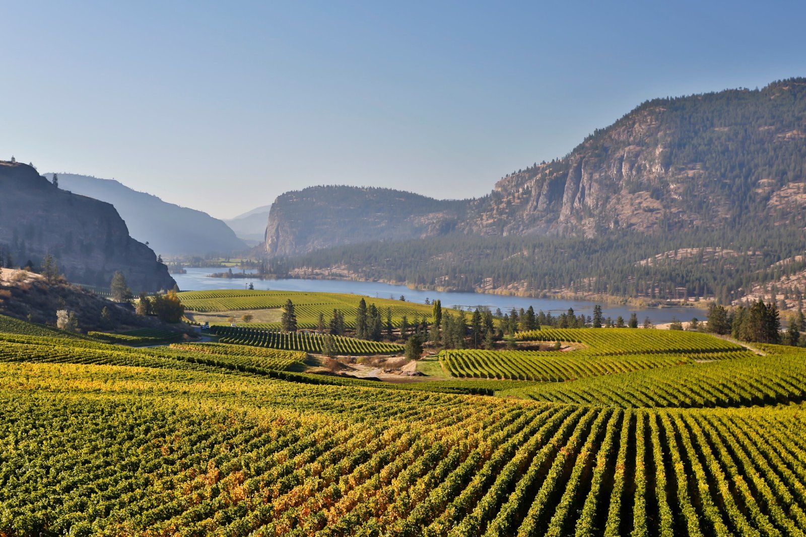 Yellow grape leaves in Blue Mountain vineyard with Mcintyre Bluff and Vaseux Lake in the background during autumn season and harvest time.