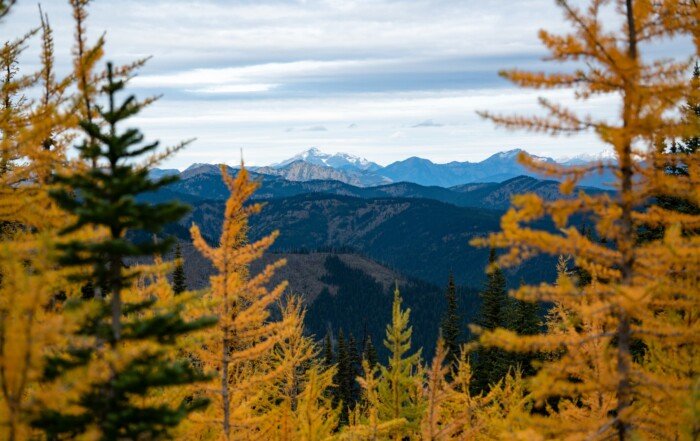 Golden Pines in Manning Park