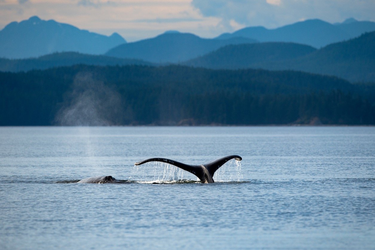 Whale watching while kayaking Quadra Island BC