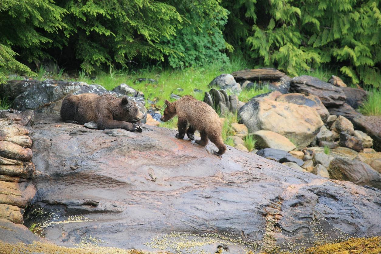 Two grizzly bears rest on a large rock along the Central Coast of British Columbia, with the forested coastline in the background.