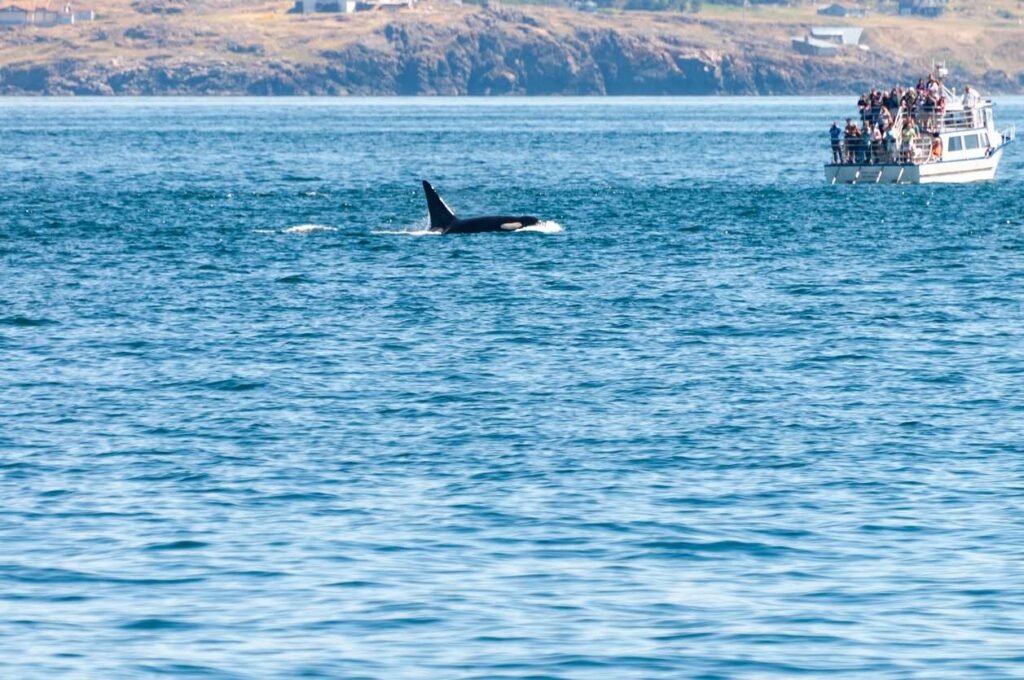 Orca whale surfacing near a whale watching boat full of tourists off the coast of Ucluelet, British Columbia.