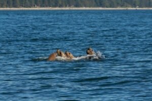 A group of sea otters floats together in calm coastal waters of British Columbia, engaging in playful behavior amidst natural marine surroundings.