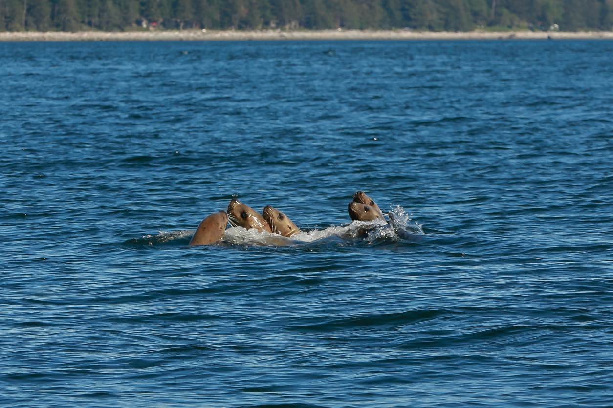 Wildlife Viewing BC: A group of sea otters floats together in calm coastal waters of British Columbia, engaging in playful behavior amidst natural marine surroundings.