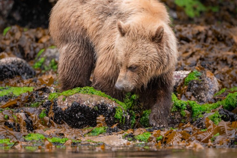 Wildlife 2027 768x512