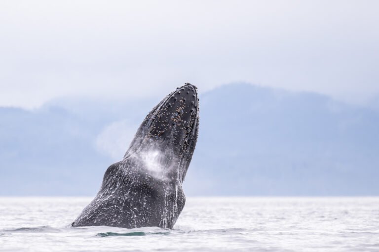 Wildlife 2029 768x512