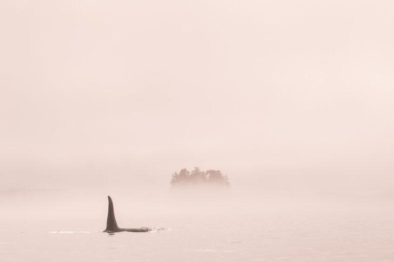 Wildlife 2046 768x512