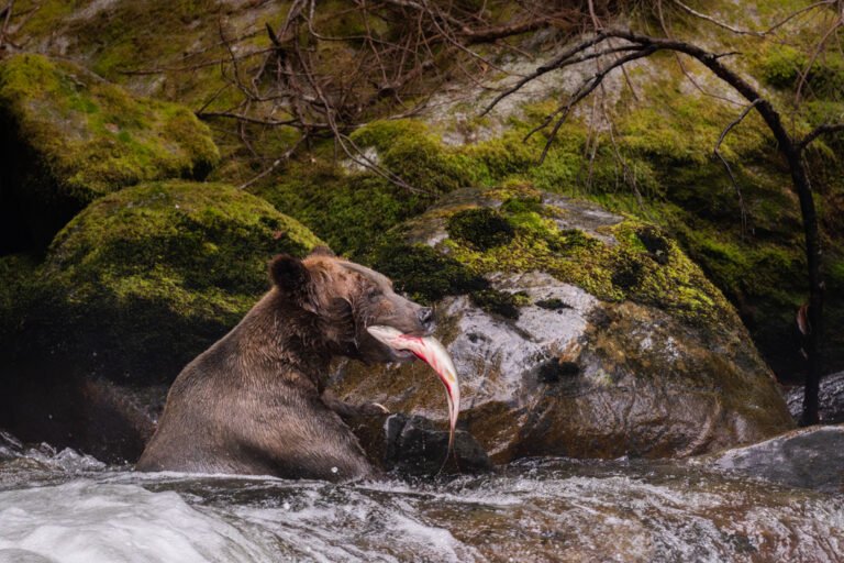 Wildlife 2052 768x512