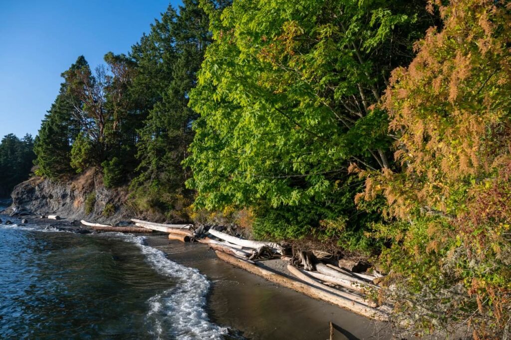 Scenic fall view of the Southern Gulf Islands in British Columbia with coastal forest, driftwood along the shoreline, and gentle ocean waves under a clear blue sky.