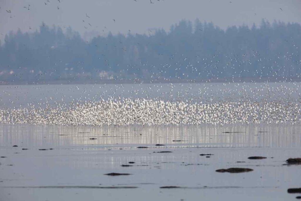 Thousands of shorebirds gathered on tidal flats with forested coastline in the background at Boundary Bay, British Columbia