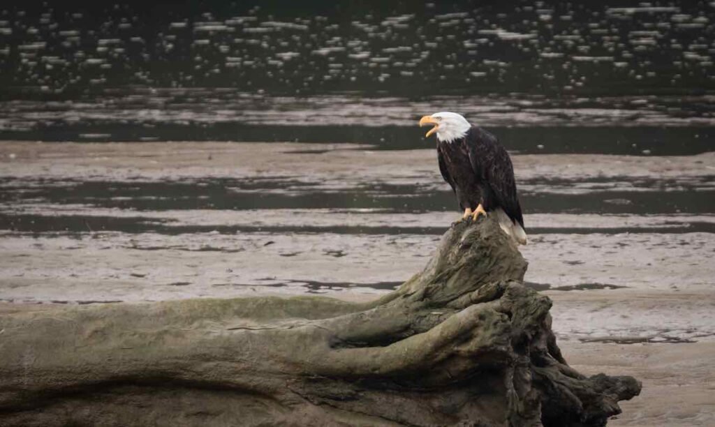 Bald eagle with open beak perched on driftwood along a misty river in British Columbia during winter
