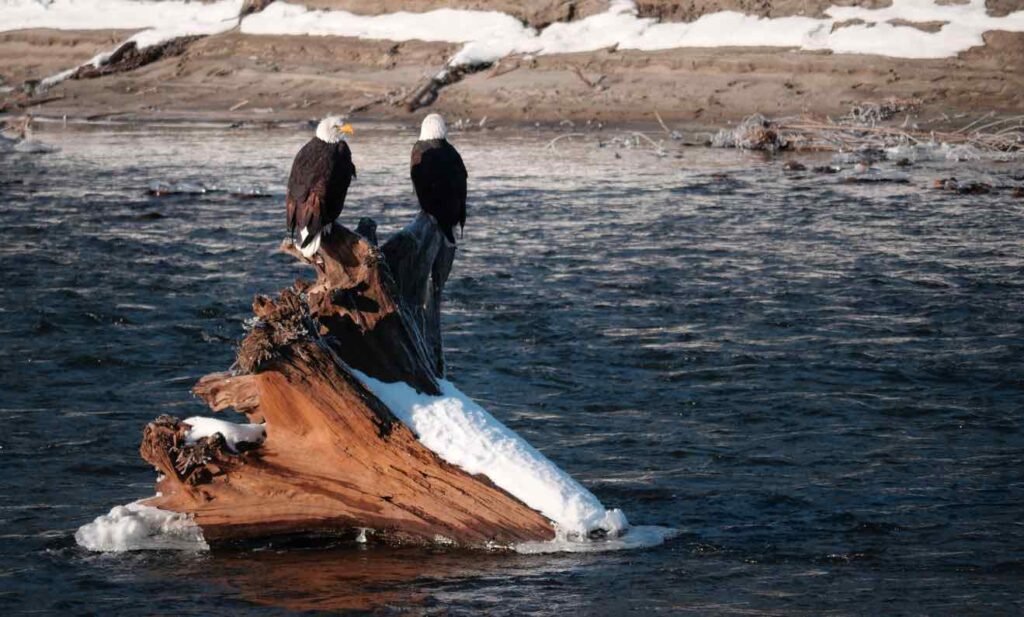 Winter Wildlife in British Columbia: Two bald eagles perched on snow-dusted driftwood in a flowing river during winter in British Columbia