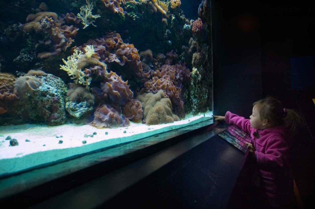 Young child in pink jacket observing colorful coral reef display at the Vancouver Aquarium in Stanley Park