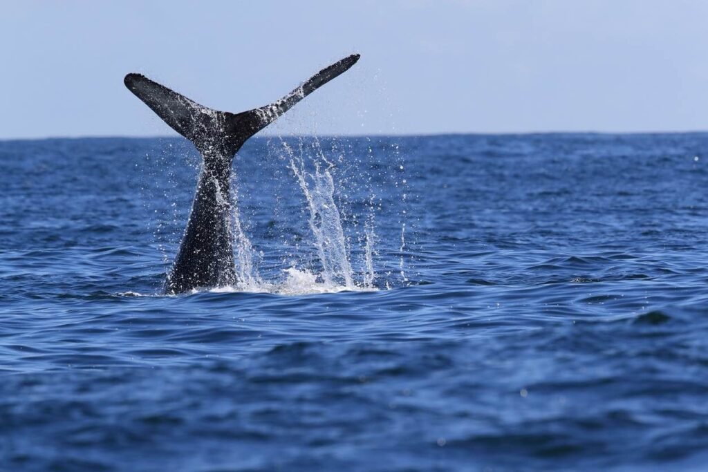 Humpback whale tail during British Columbia shoulder season whale watching near Vancouver